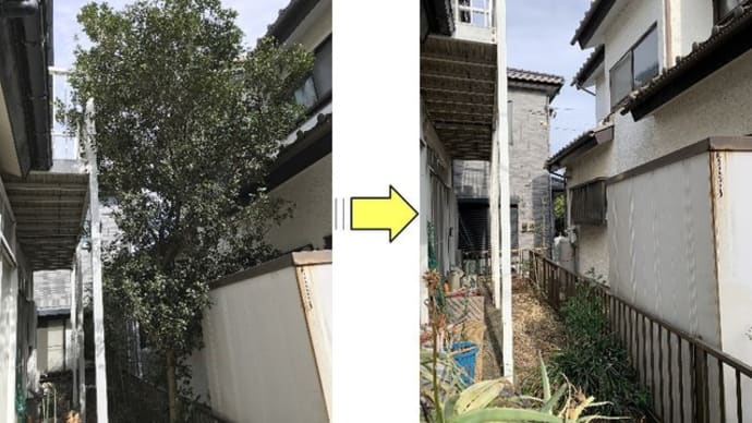 お隣との狭いスペースにすくすく育ってしまった柊の伐採作業