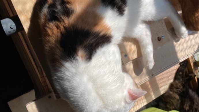 音に、猫に驚く