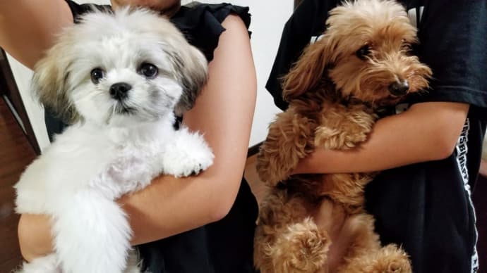 犬と犬が激突 (^^♪
