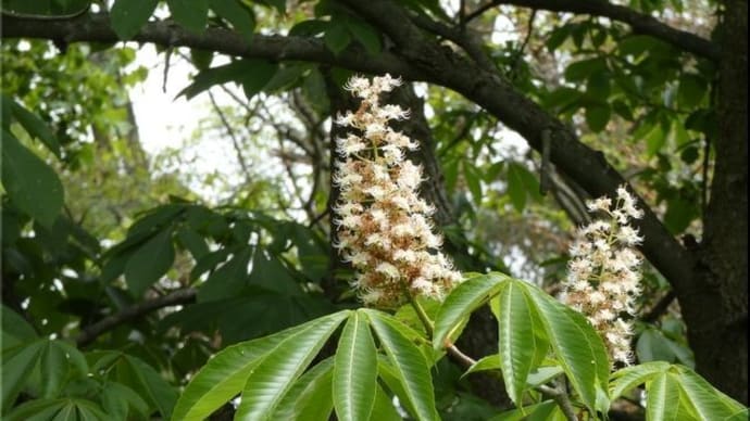 樹木の花を。