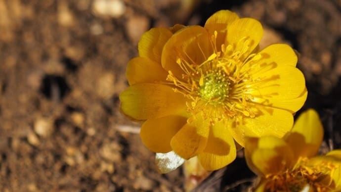 2月の神代植物公園(続き)・春を告げる可愛い花たち