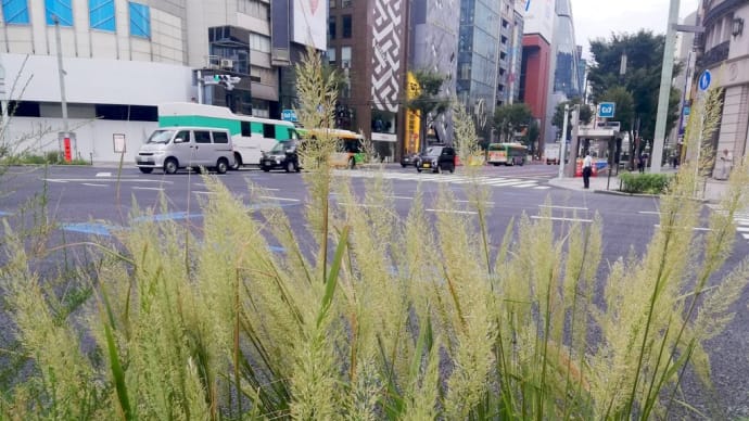 通勤散歩~銀座の彼岸花は未だ蕾~