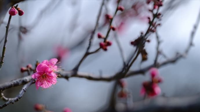 散歩 その八