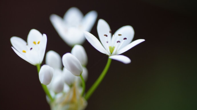 ●我が家の５月の花（9）　パステルアリウム・ロゼア　ルピナス　雨のしずく