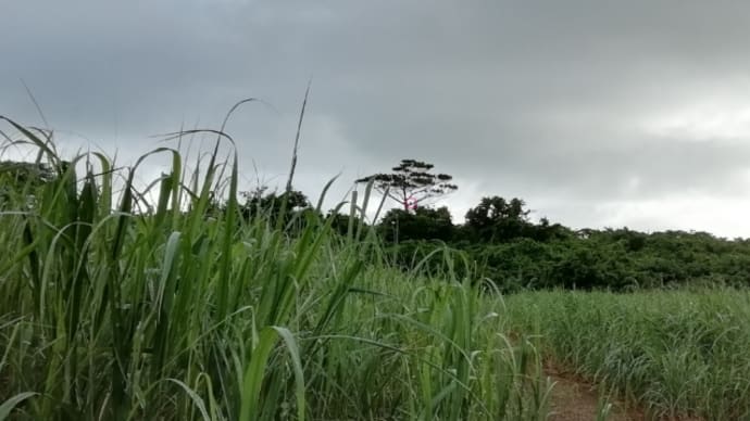 本当に難しい