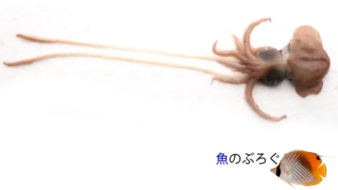ボウズイカ