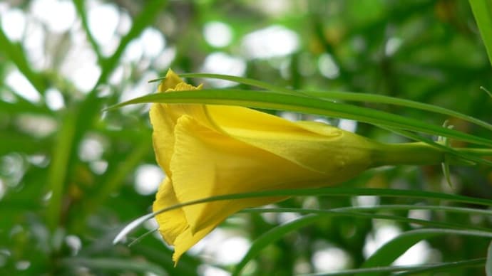夏~秋の花:メキシコ夾竹桃&黄花夾竹桃