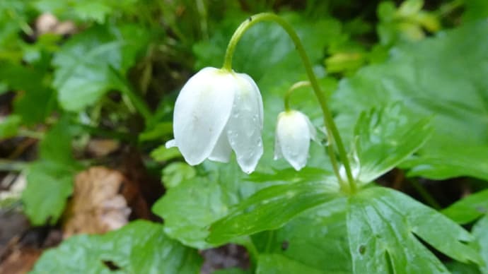 「登山口付近の山野草」毛無山登山道情報⑤