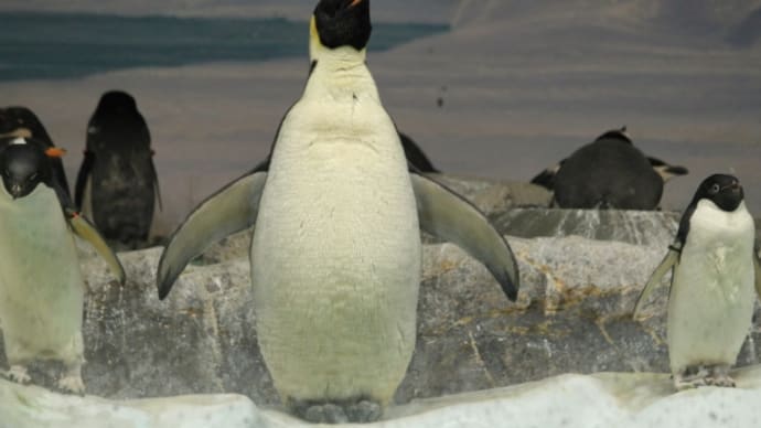 皇帝ペンギンの首の模様