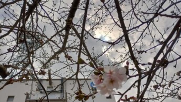 2024春、桜の開花を確認
