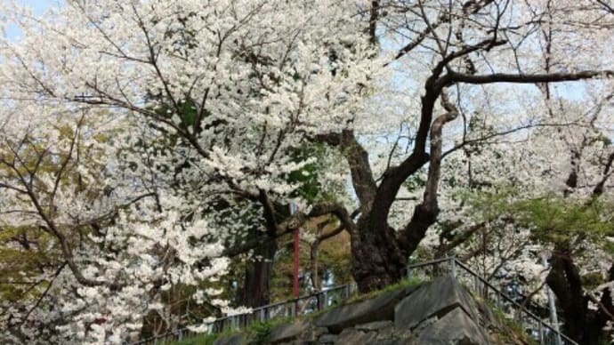 岩手公園の桜