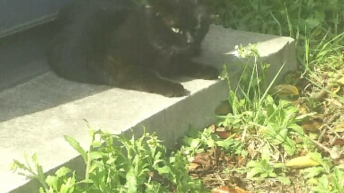 “ 猫捕り業者 ”にご用心!