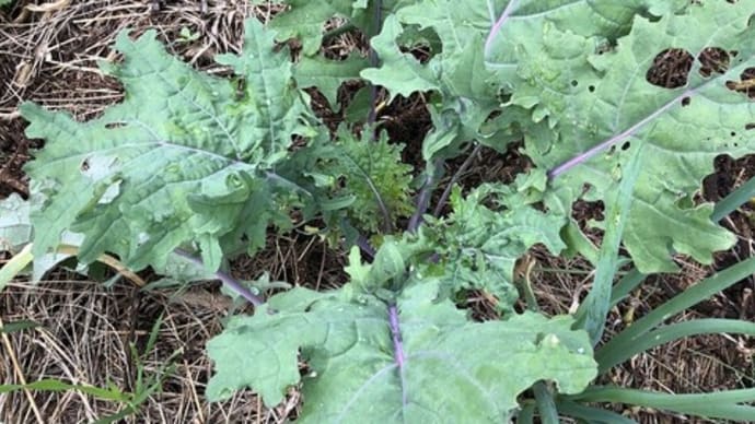 自然菜園育ちのタネ「育てやすくて 自家採種しやすいアブラナ科」