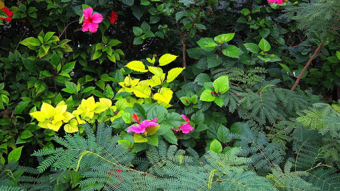 植物図鑑-32 ハイビスカス