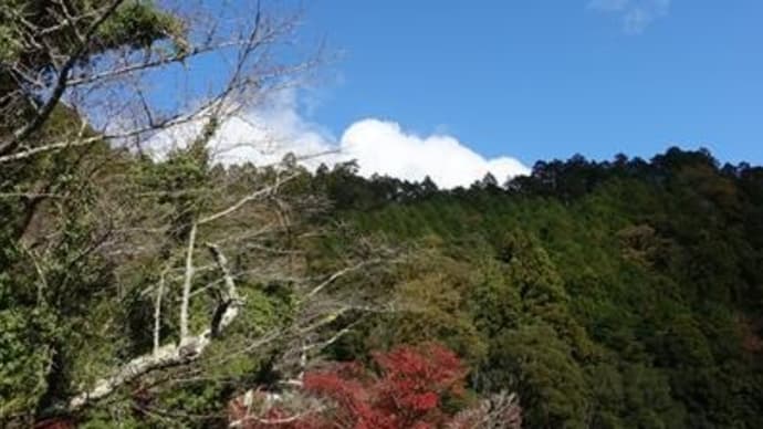 山のモミジ