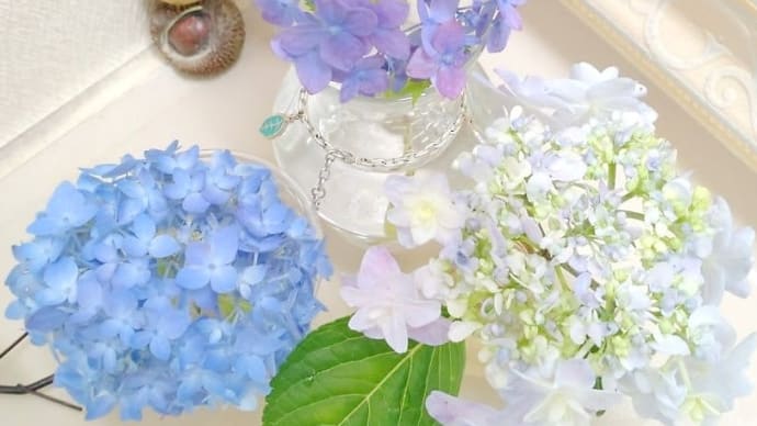 家庭菜園チャレンジ