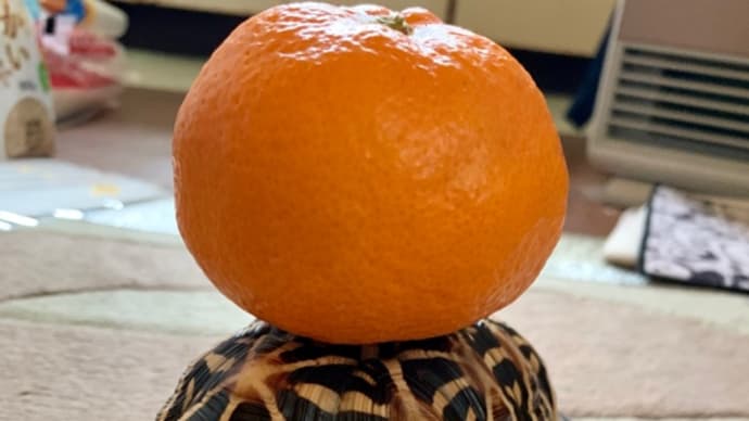 ☆ホシガメ☆みかん🍊を乗せて……シタタタッ ヘ(*¨)ノ