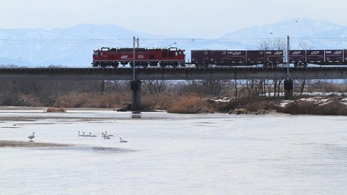 あいの風とやま鉄道&コハクチョウ