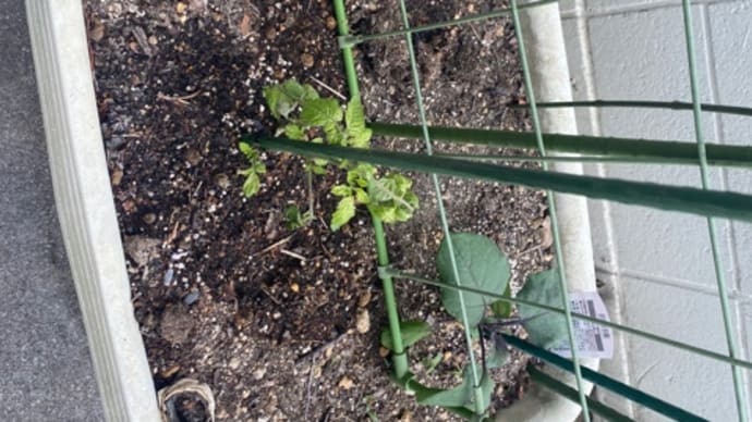 植え替えました!