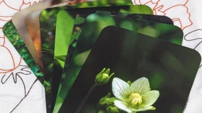 GRASS OF PARNASSUS