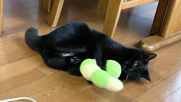 いも虫さん(大)を奪ったトノ、豪胆なヒメ。 今日はお盆法要。