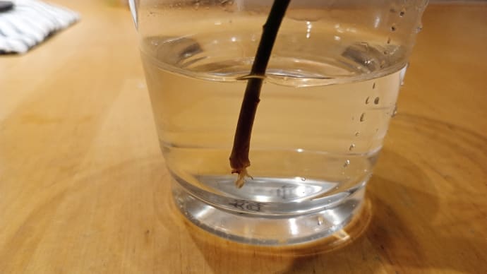 パキラ 7日目