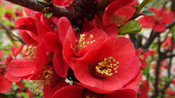 3月上旬から色々な花を見てきました!季節の変わり目が良くわかります!