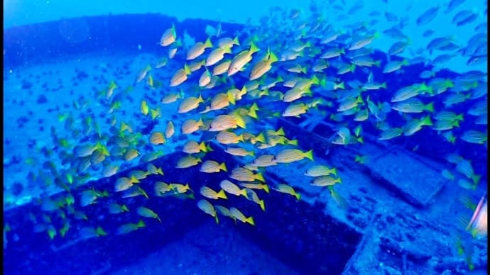 海中写真~ハワイ・ヨシズフエダイの群れ~