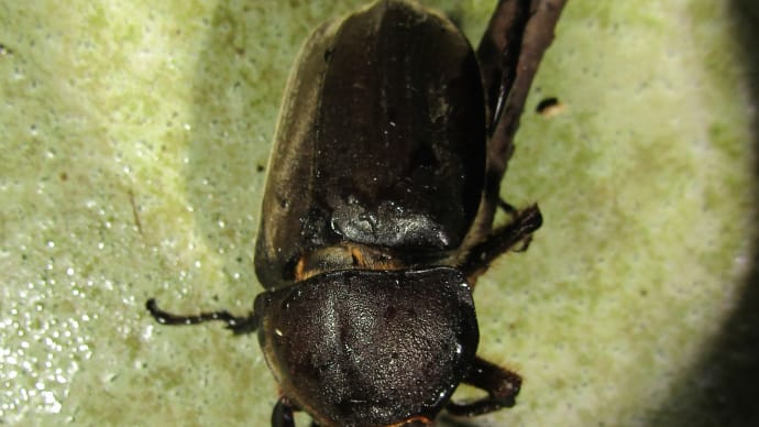カブトムシ♀飛来・大型甲虫の季節到来!20200626