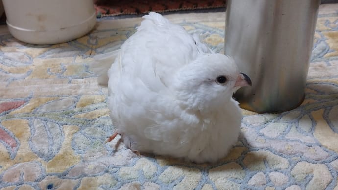 ローリー 卵!