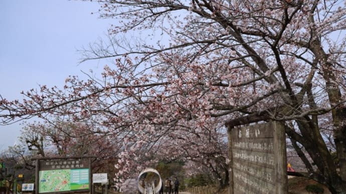 種松山公園西園地　桜開花状況　２０２４年４月６日