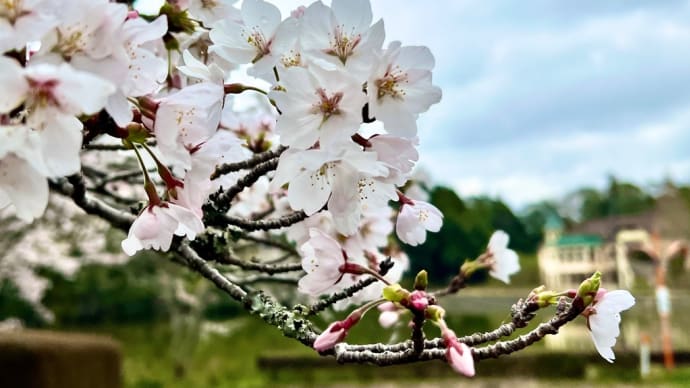 桜日和