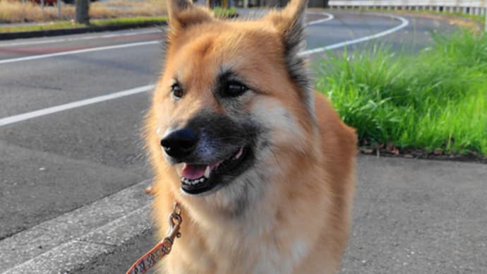 街路樹も すっかり色づき 秋だねー