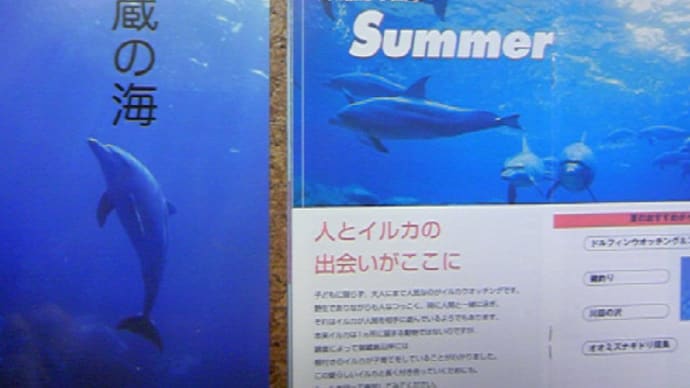 御蔵島でイルカと泳ぐ