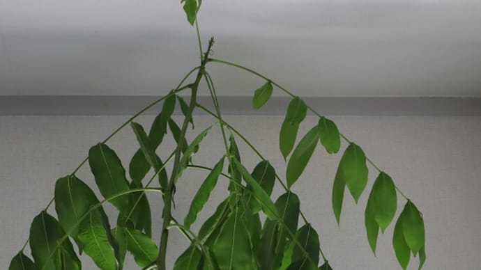 頑張る豆の木マジックシェードその2