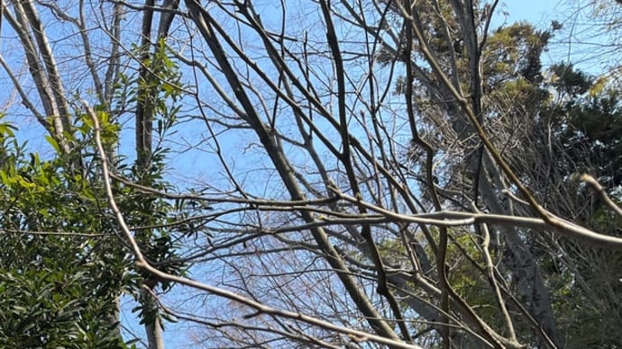 ウグイスの声が聴こえる暖かさに(今から夏バテ予防を考える)