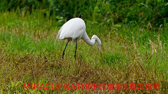 アシヒダナメクジを捕食するダイサギ