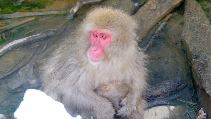 冬の北信濃・・・地獄谷温泉・・・野猿公苑・・・雪の中にスノーモンキーが
