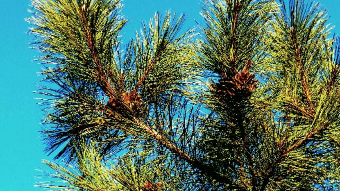 お正月縁起物の植物の松竹梅 木の実の千両 万両 南天 他 花と徒然なるままに