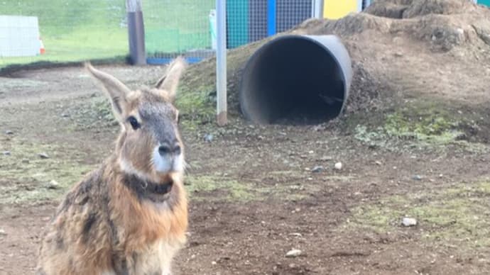 千葉県袖ケ浦市 東京ドイツ村③ こども動物園と秋桜
