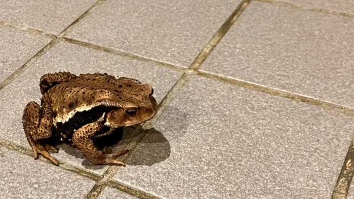 紋様