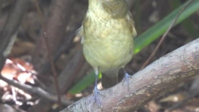 マミチャジナイ♀ キビタキ♀ ヤブサメ