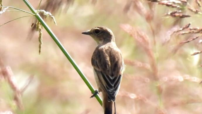 探鳥会を盛り上げたミサゴ、出遅れたノビタキ