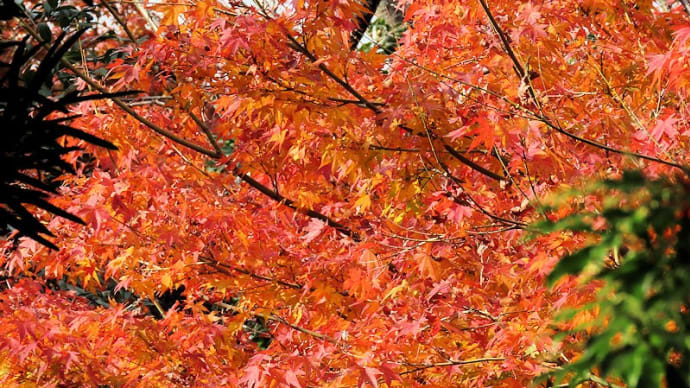 令和6年四王寺山の紅葉 こどもの国周辺