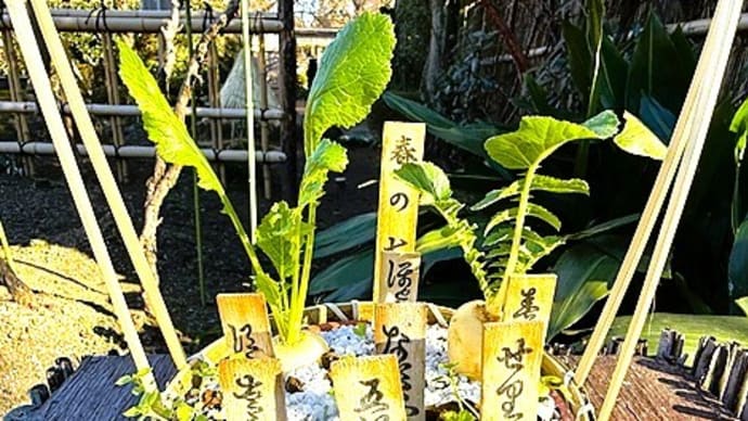 「春の七草」/上野東照宮ぼたん苑