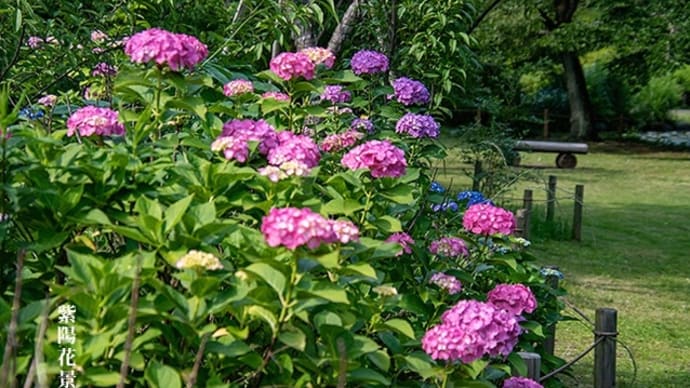 涼やかな紫陽花景。