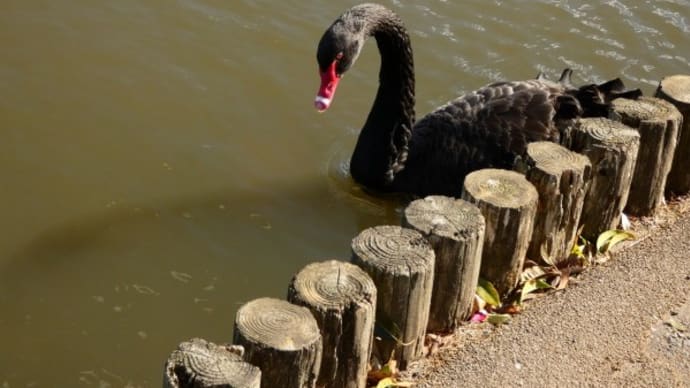 水辺の鳥たち