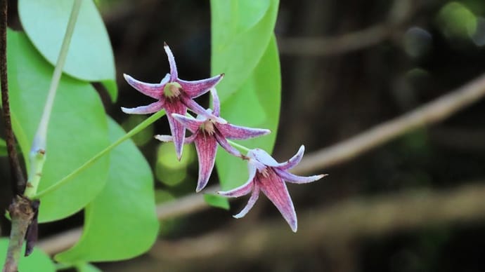 四王寺山の花 R7.5
