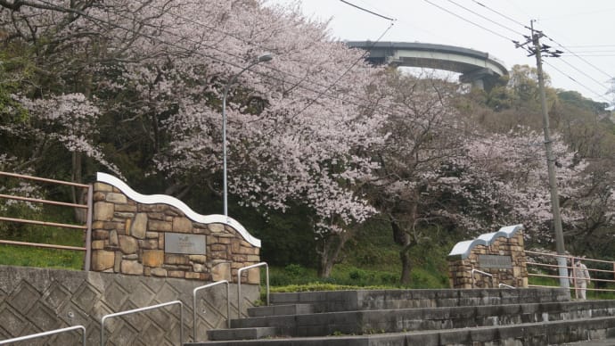 門司港ノーフォーク広場の桜 巡視艇さとざくら