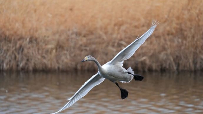 オオハクチョウ カワアイサ コガモetc.~出発前の水鳥さん達~